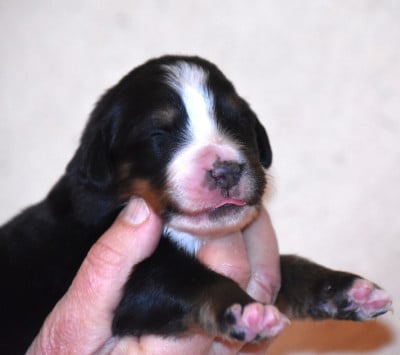 Les chiots de Bouvier Bernois