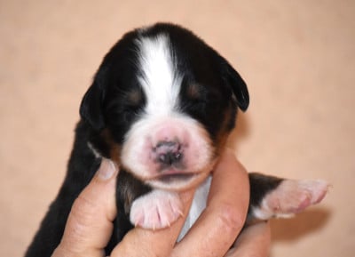 Les chiots de Bouvier Bernois