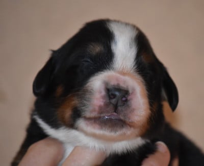 Les chiots de Bouvier Bernois