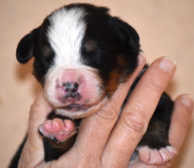 Les chiots de Bouvier Bernois
