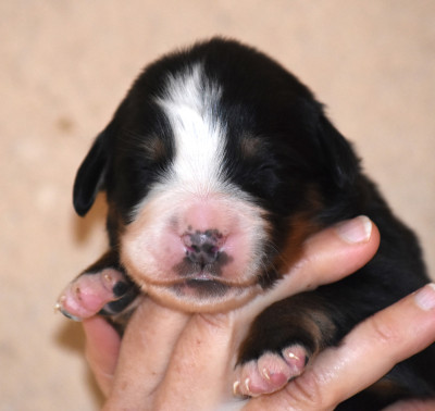 Les chiots de Bouvier Bernois
