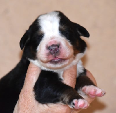 Les chiots de Bouvier Bernois