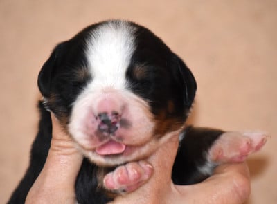 Les chiots de Bouvier Bernois