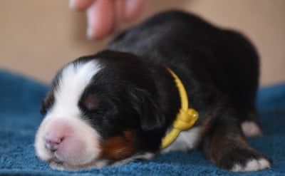 Les chiots de Bouvier Bernois