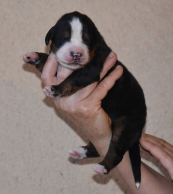Les chiots de Bouvier Bernois
