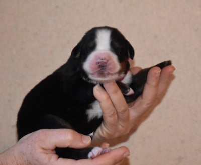 Les chiots de Bouvier Bernois