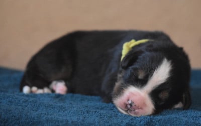 Les chiots de Bouvier Bernois