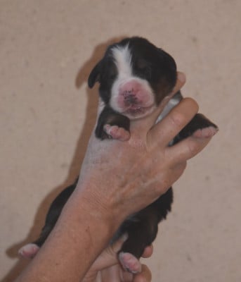 Les chiots de Bouvier Bernois