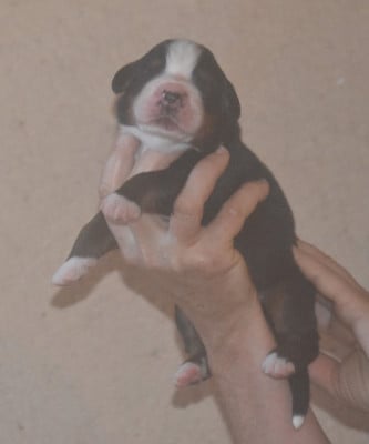Les chiots de Bouvier Bernois