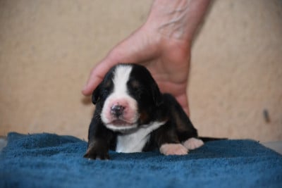 Les chiots de Bouvier Bernois