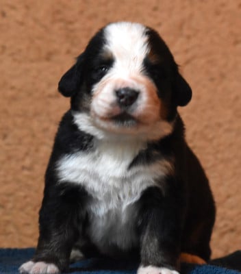 Les chiots de Bouvier Bernois