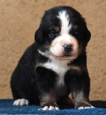 Les chiots de Bouvier Bernois