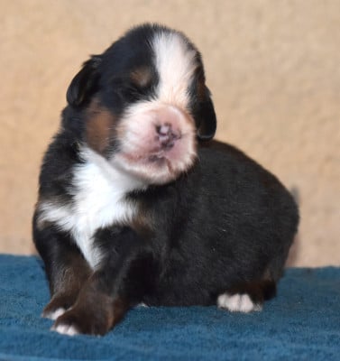 Les chiots de Bouvier Bernois