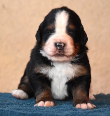 Les chiots de Bouvier Bernois