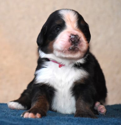 Les chiots de Bouvier Bernois
