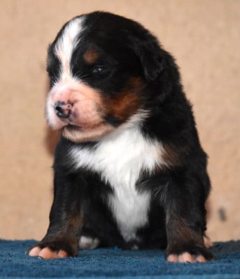 Les chiots de Bouvier Bernois