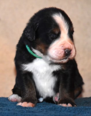 Les chiots de Bouvier Bernois