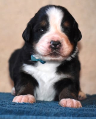 Les chiots de Bouvier Bernois