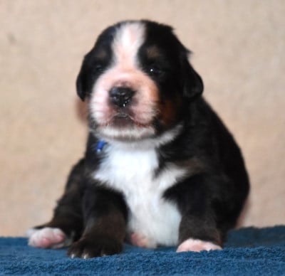 Les chiots de Bouvier Bernois