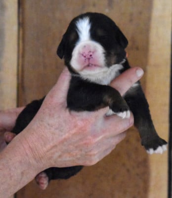 Les chiots de Bouvier Bernois