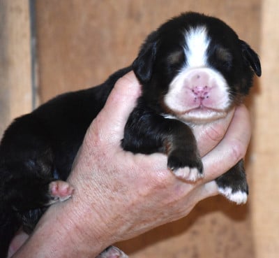 Les chiots de Bouvier Bernois