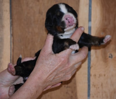 Les chiots de Bouvier Bernois