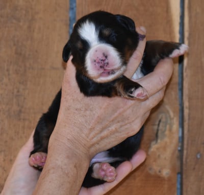 Les chiots de Bouvier Bernois
