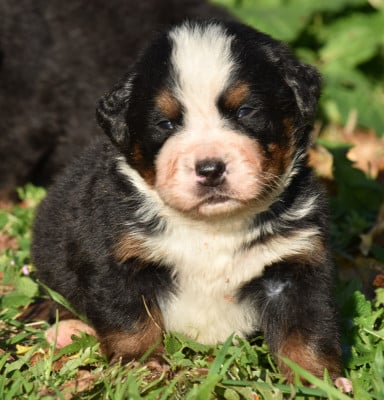 Les chiots de Bouvier Bernois