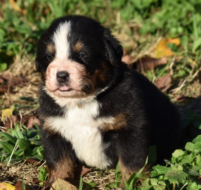 Les chiots de Bouvier Bernois