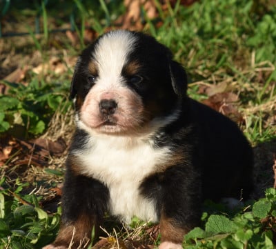 Les chiots de Bouvier Bernois