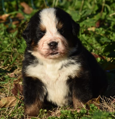 Les chiots de Bouvier Bernois
