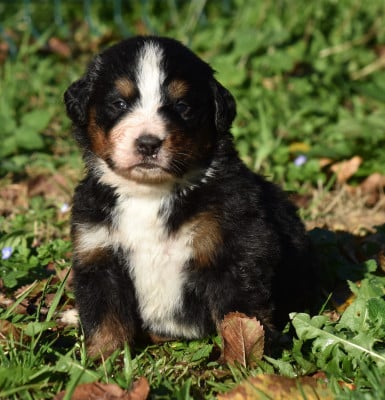 Les chiots de Bouvier Bernois