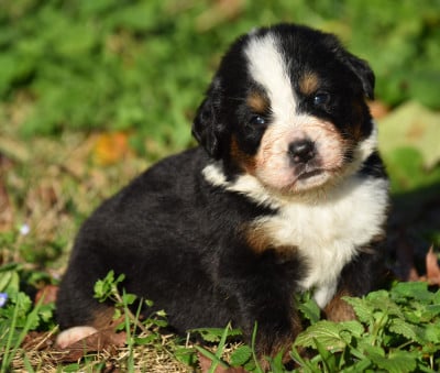 Les chiots de Bouvier Bernois