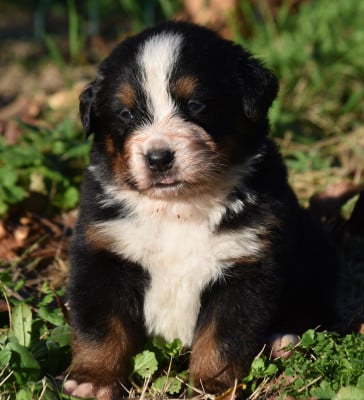 Les chiots de Bouvier Bernois