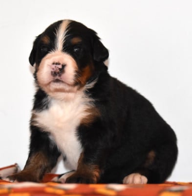Les chiots de Bouvier Bernois
