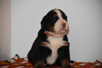 Les chiots de Bouvier Bernois