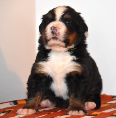 Les chiots de Bouvier Bernois