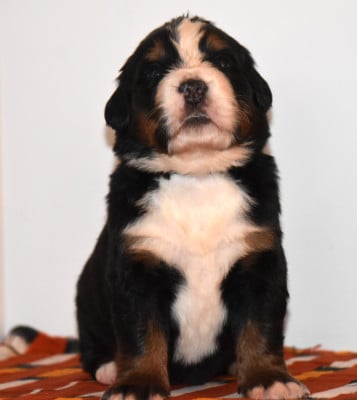 Les chiots de Bouvier Bernois