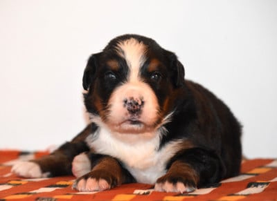 Les chiots de Bouvier Bernois