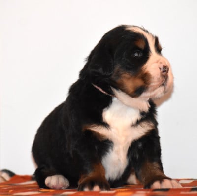 Les chiots de Bouvier Bernois