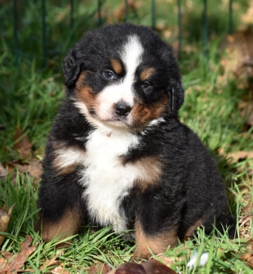Les chiots de Bouvier Bernois