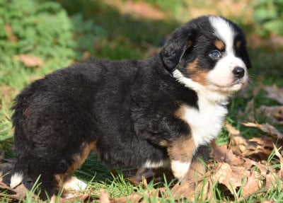 Les chiots de Bouvier Bernois