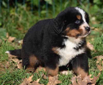 Les chiots de Bouvier Bernois
