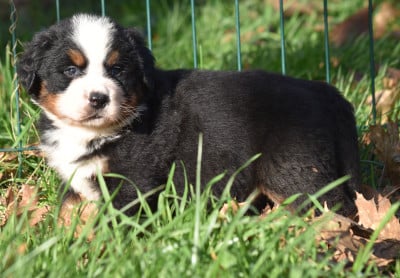 Les chiots de Bouvier Bernois