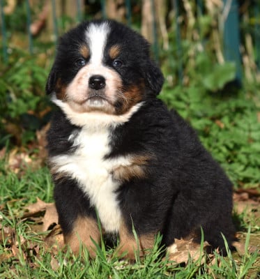 Les chiots de Bouvier Bernois