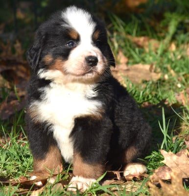 Les chiots de Bouvier Bernois