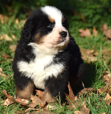 Les chiots de Bouvier Bernois
