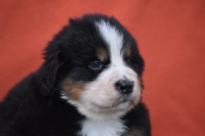 Les chiots de Bouvier Bernois
