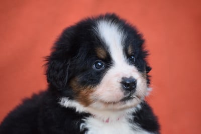 Les chiots de Bouvier Bernois