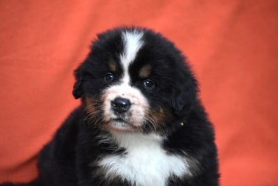 Les chiots de Bouvier Bernois